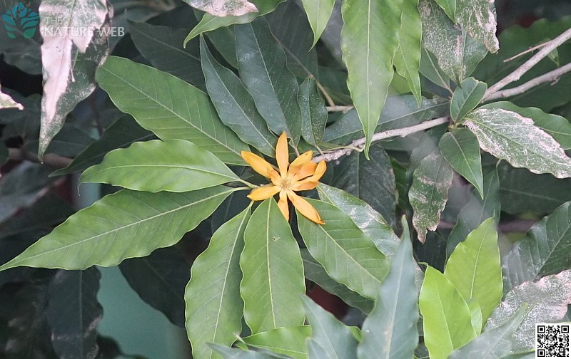 Golden Frangipani